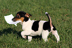 Jack Russell Terrier Puppy