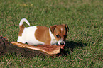 Jack Russell Terrier Puppy