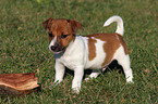 Jack Russell Terrier puppy