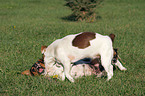 playing Jack Russell Terrier