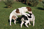 playing Jack Russell Terrier