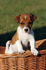 Jack Russell Terrier puppy in basket