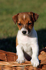 Jack Russell Terrier puppy in basket