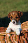 Jack Russell Terrier puppy in basket