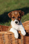 Jack Russell Terrier puppy in basket