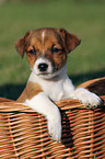 Jack Russell Terrier puppy in basket