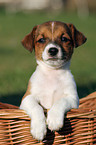 Jack Russell Terrier puppy in basket