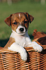 Jack Russell Terrier puppy in basket