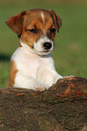 Jack Russell Terrier puppy