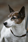 Jack Russell Terrier