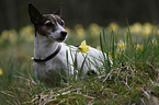 Jack Russell Terrier