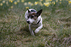 Jack Russell Terrier