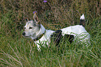 Jack Russell Terrier