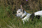 Jack Russell Terrier