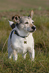 Jack Russell Terrier