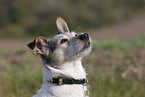 Jack Russell Terrier