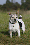 Jack Russell Terrier