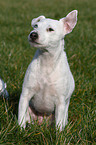 Jack Russell Terrier