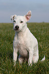 Jack Russell Terrier