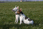 Jack Russell Terrier