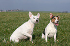 Jack Russell Terrier