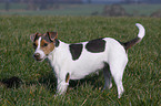 Jack Russell Terrier