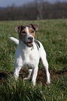 Jack Russell Terrier