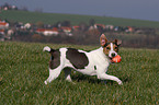 Jack Russell Terrier