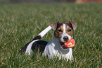 Jack Russell Terrier