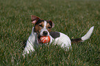 Jack Russell Terrier