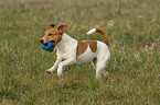 playing Jack Russell Terrier