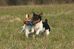 2 playing Jack Russell Terrier