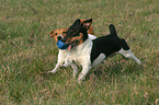 2 playing Jack Russell Terrier