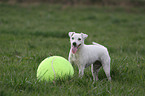 Jack Russell Terrier with big ball