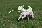 playing Jack Russell Terrier