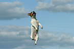 jumping Jack Russell Terrier