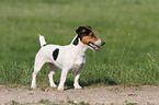 Jack Russell Terrier