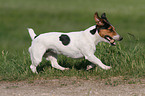 running dog