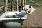 Jack Russell Terrier in bathtub