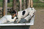 Jack Russell Terrier in bathtub