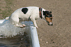 Jack Russell Terrier in bathtub