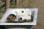 Jack Russell Terrier in bathtub