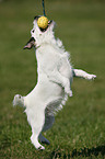 playing Jack Russell Terrier