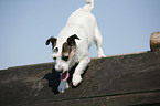 Jack Russell Terrier