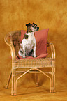 Jack Russell Terrier on chair