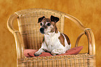 Jack Russell Terrier on chair