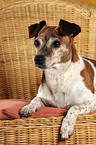 Jack Russell Terrier on chair