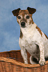 sitting Jack Russell Terrier