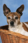 Jack Russell Terrier Portrait