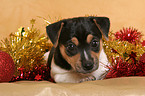 Jack Russell Terrier puppy at christmas time